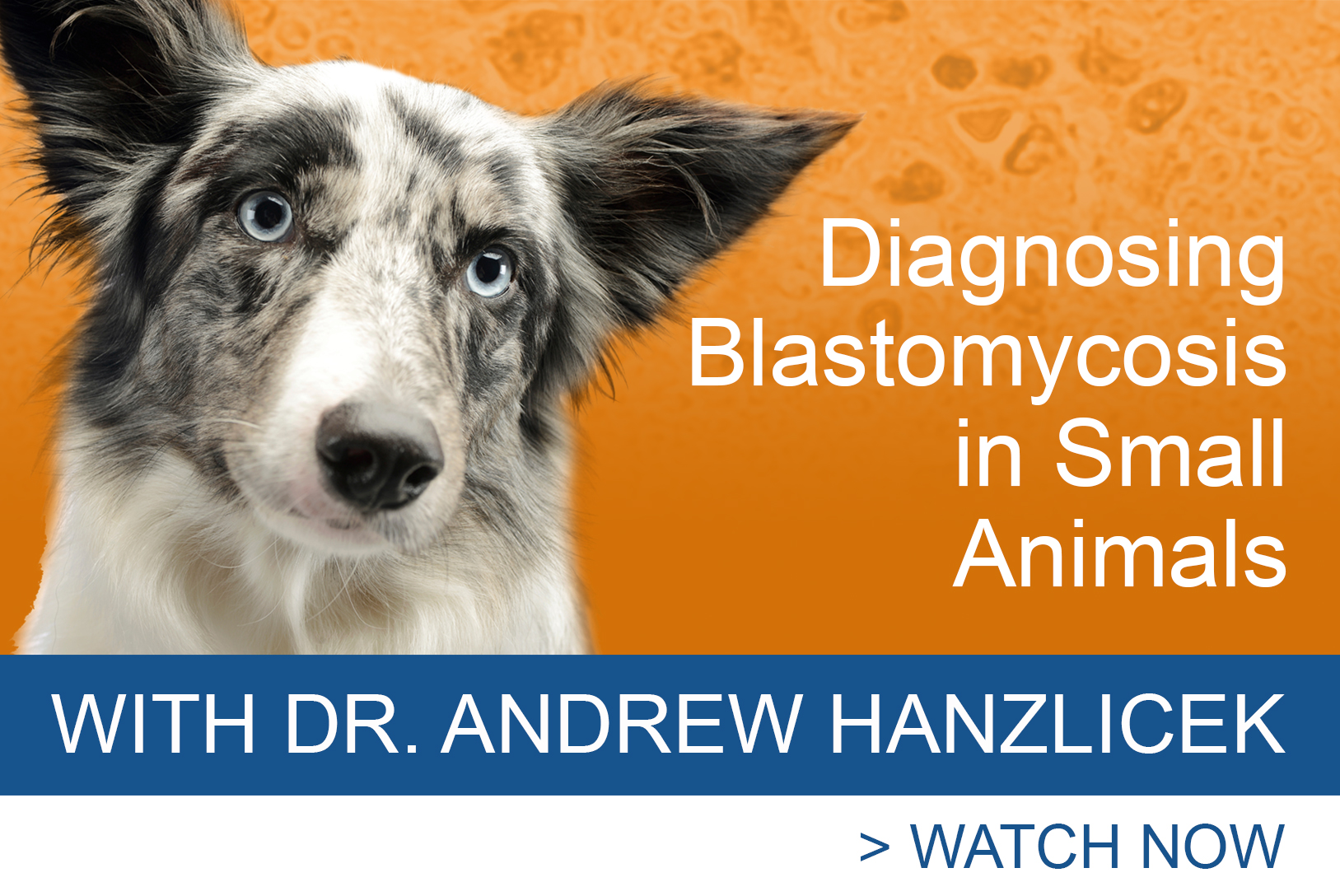 Diagnosing Blastomycosis In Small Animals with Dr. Andrew Hanzlicek | MiraVista Veterinary Diagnostics
