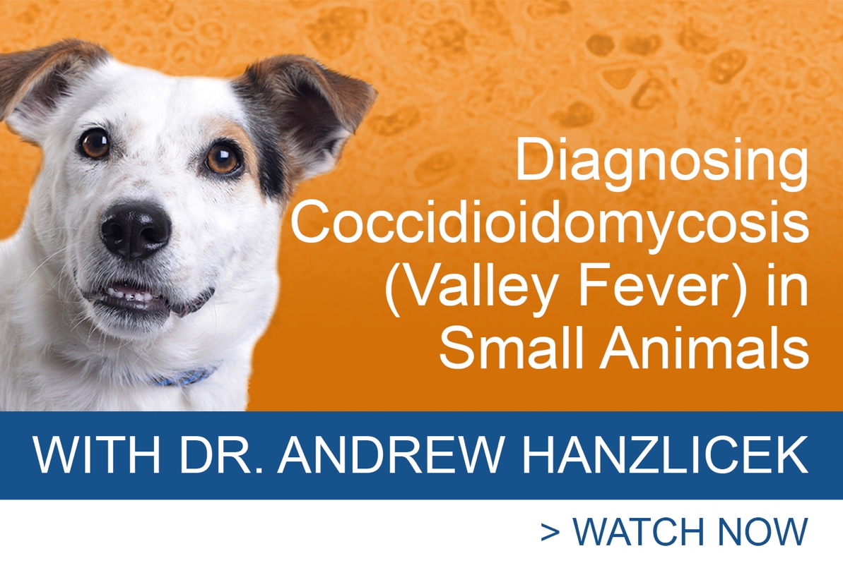 Diagnosing Coccidioidomycosis (Valley Fever) In Small Animals with Dr. Andrew Hanzlicek | MiraVista Veterinary Diagnostics