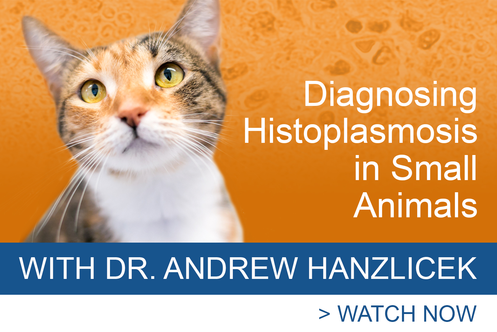 Diagnosing Histoplasmosis In Small Animals with Dr. Andrew Hanzlicek | MiraVista Veterinary Diagnostics