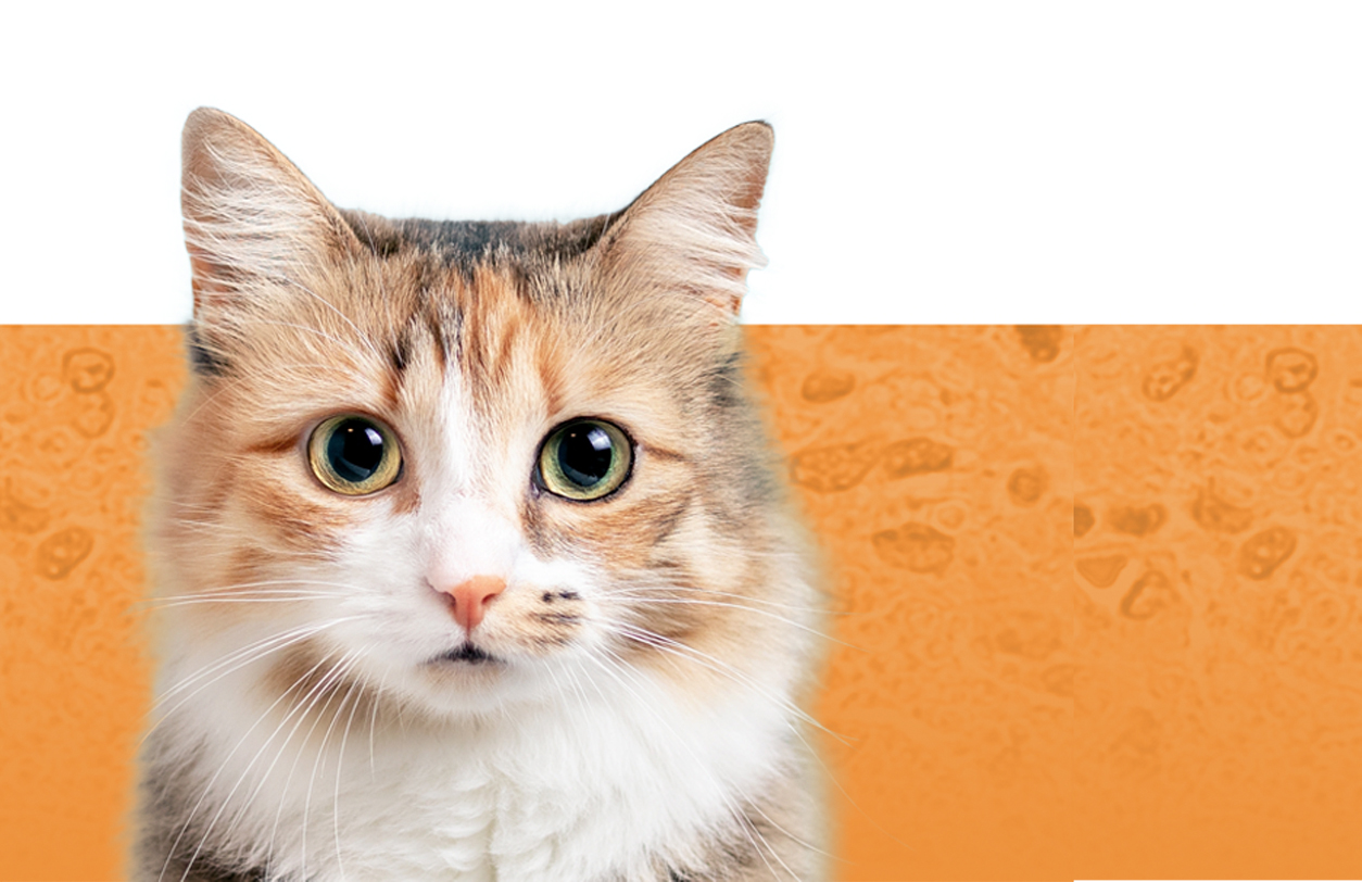 Pet_Landing-Page-Header