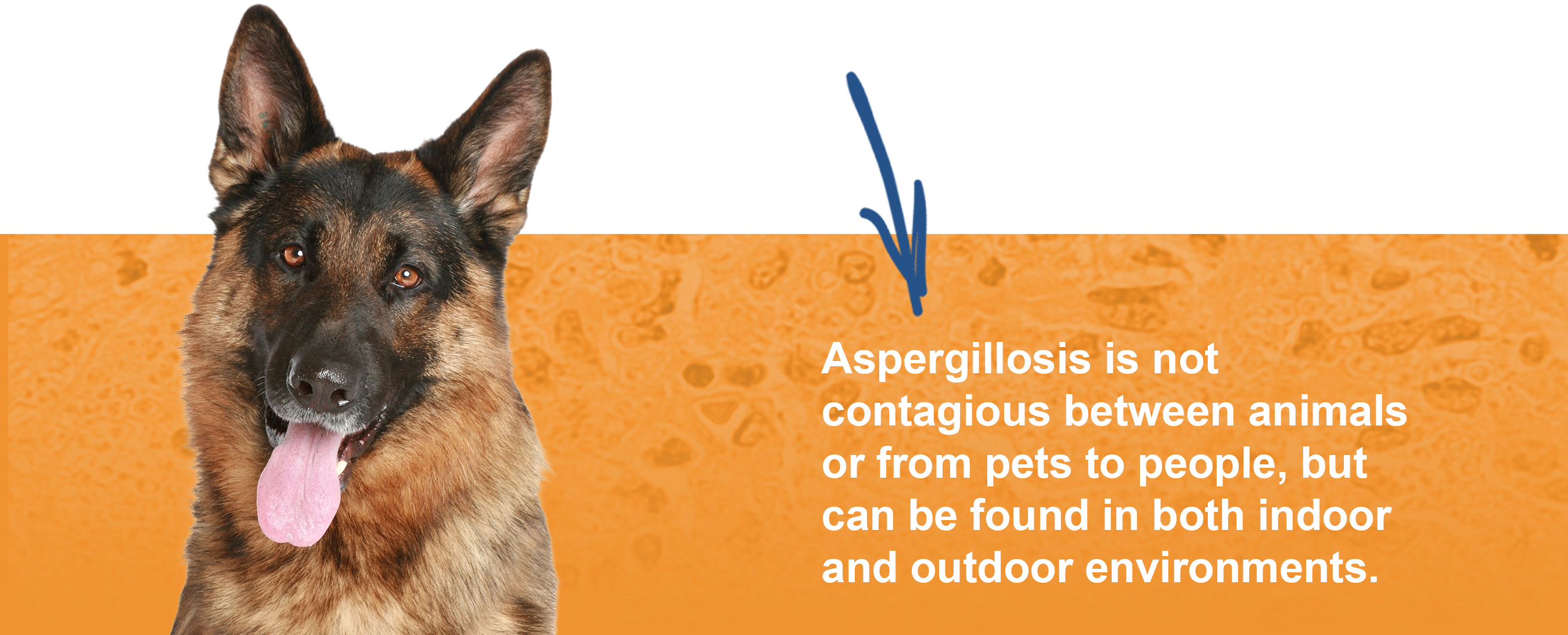 Did you know that swelling around the eye area could be a sign of fungal infection?
