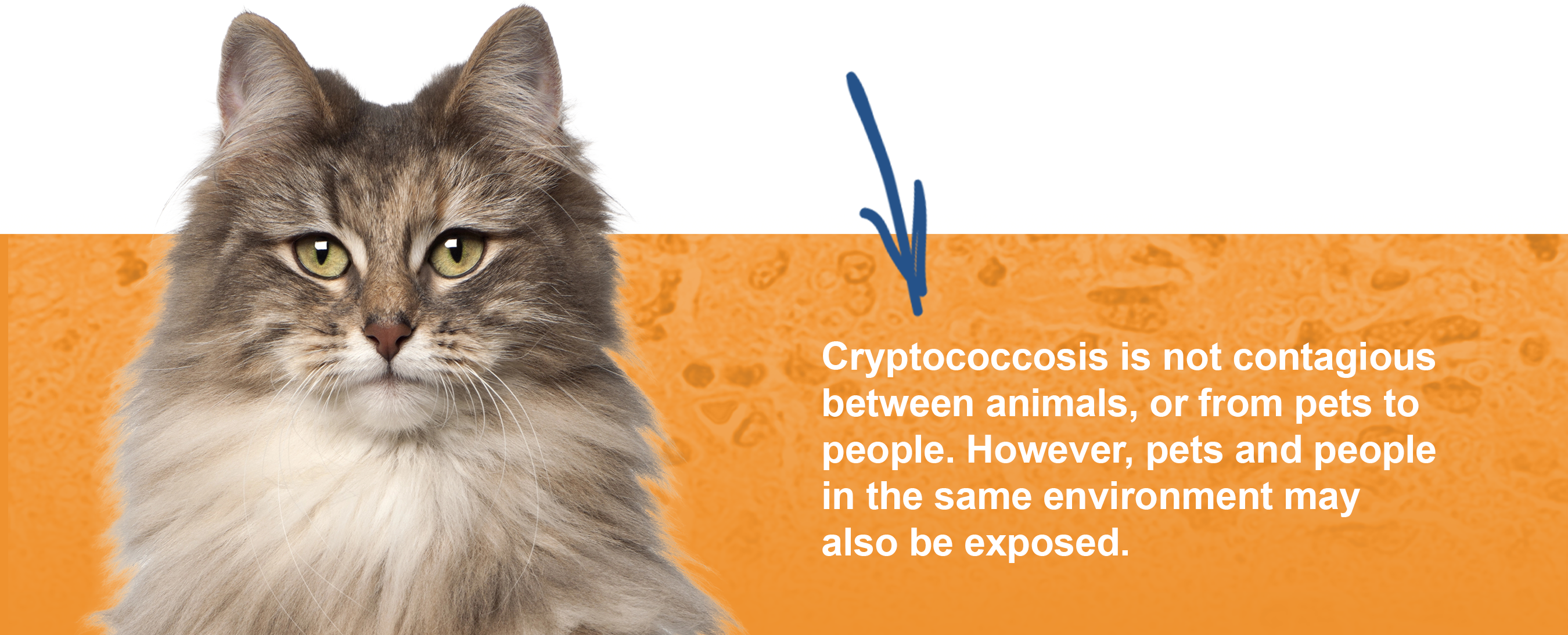 Cryptococcosis is not contagious to other animals or pet owners but is acquired from the environment.