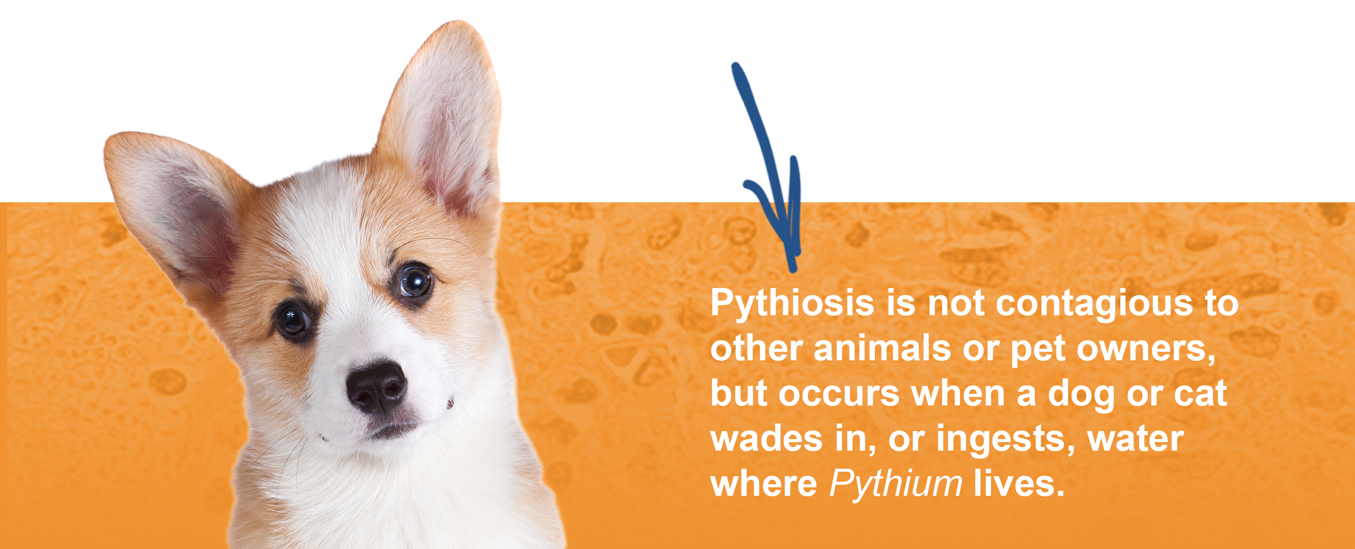 Learn how dogs and cats get pythiosis, common signs, treatment options, and what to expect during long-term recovery.